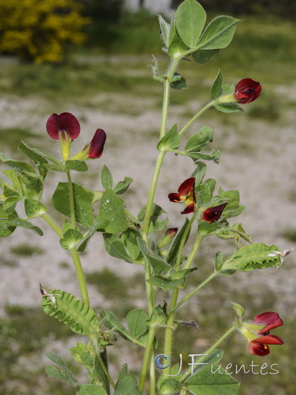 Tetragonolobus purpureus.13