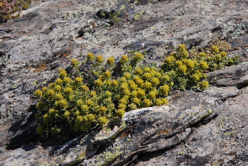 Teucrium aureum turdetanum.02