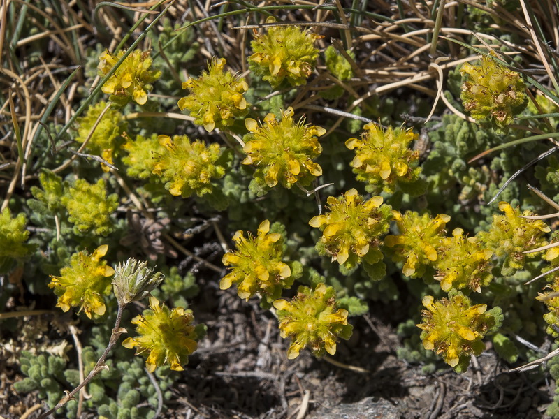 Teucrium aureum turdetanum.04
