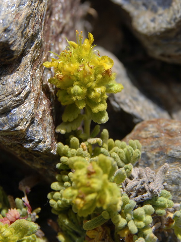 Teucrium aureum turdetanum.06