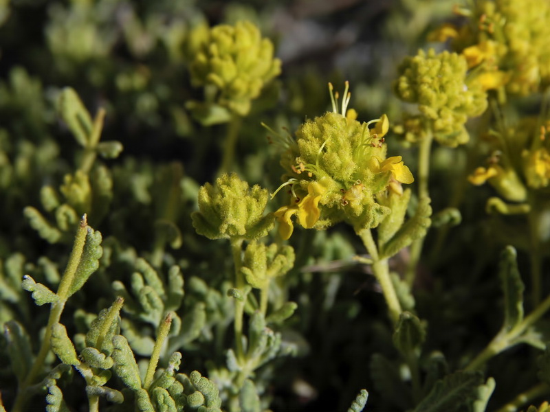 Teucrium aureum turdetanum.11