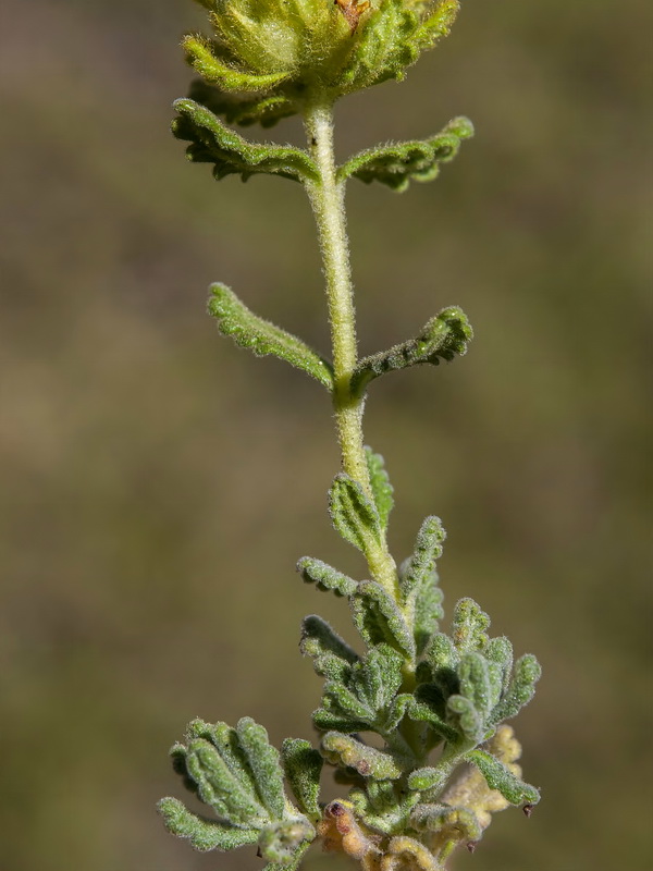Teucrium aureum turdetanum.13