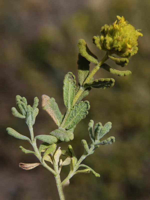 Teucrium aureum turdetanum.14