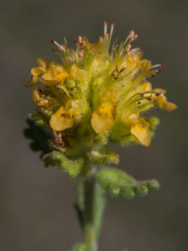 Teucrium aureum turdetanum.16