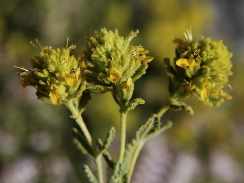 Teucrium aureum turdetanum.18