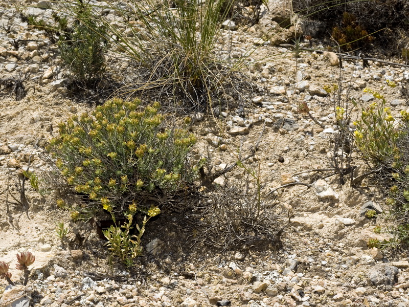 Teucrium balthazaris.01