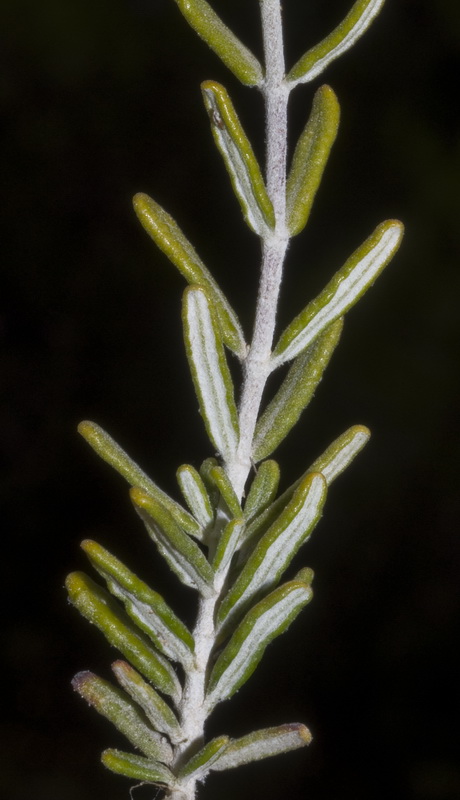 Teucrium balthazaris.02