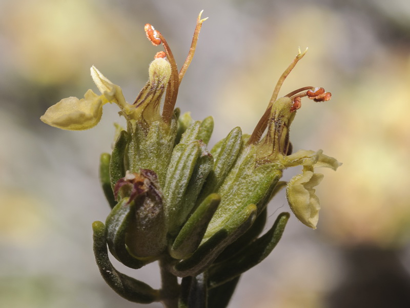 Teucrium balthazaris.05
