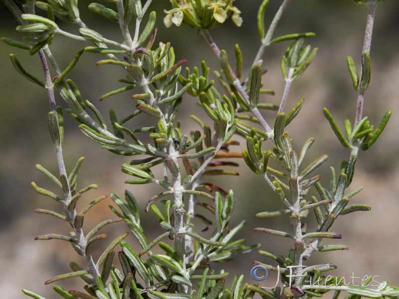 Teucrium balthazaris.06