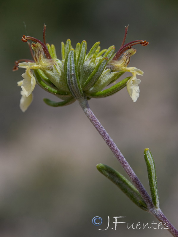 Teucrium balthazaris.04