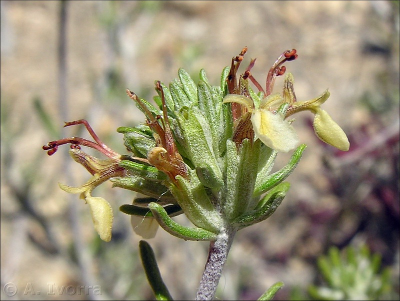 teucrium balthazaris03