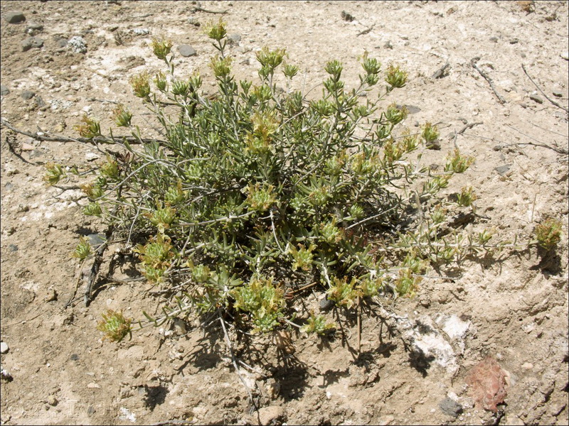 teucrium balthazaris10