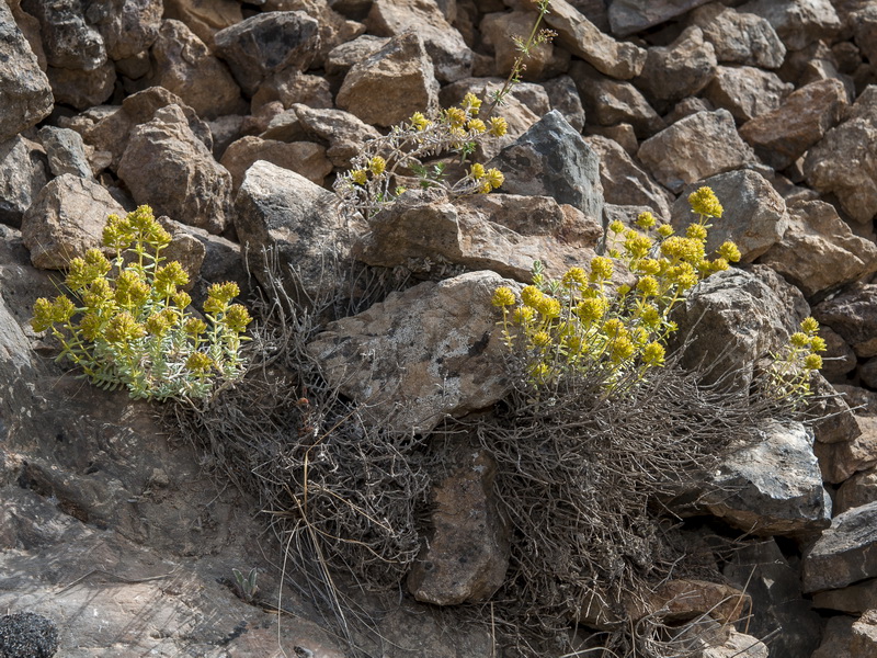 Teucrium bicoloreum.01