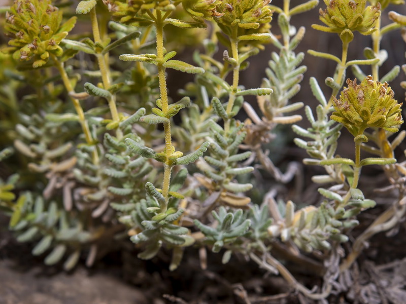 Teucrium bicoloreum.03