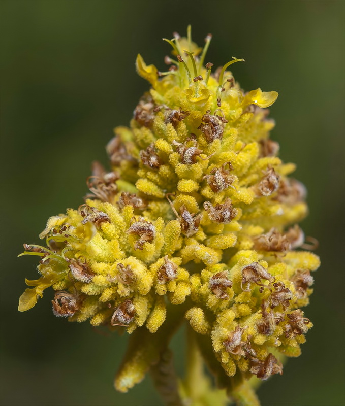 Teucrium bicoloreum.04
