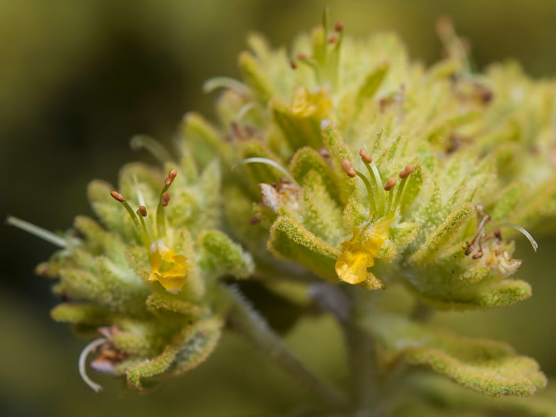 Teucrium bicoloreum.05