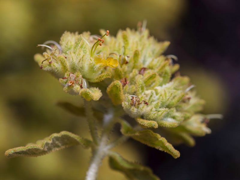 Teucrium bicoloreum.06