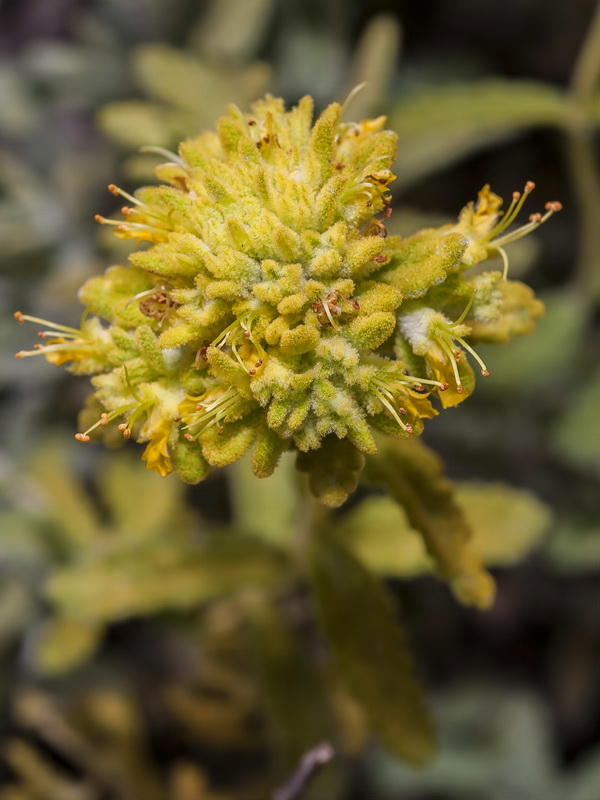 Teucrium bicoloreum.07