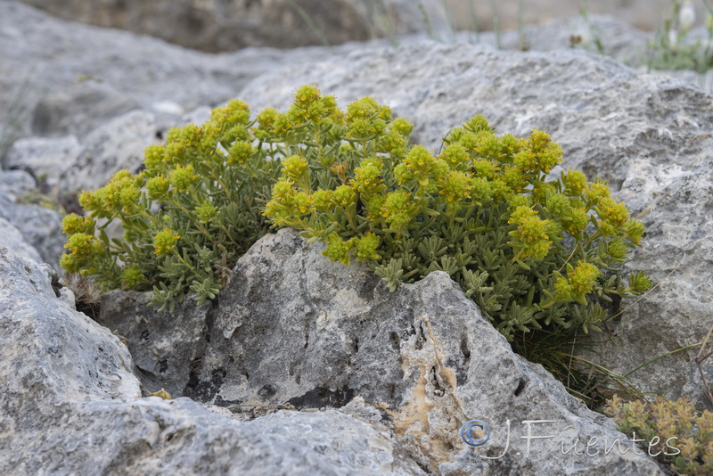 Teucrium bicoloreum.21