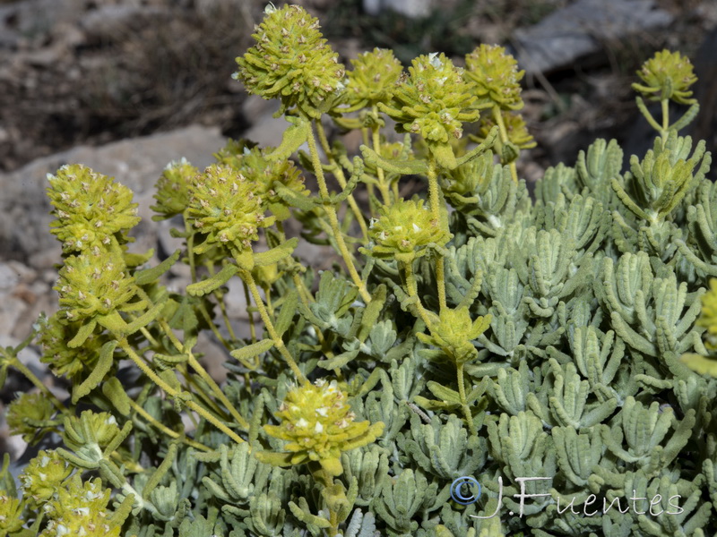 Teucrium bicoloreum.15