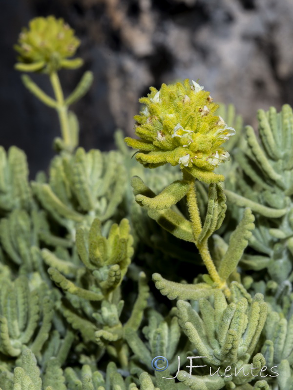 Teucrium bicoloreum.17