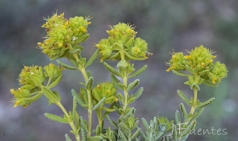 Teucrium bicoloreum.02