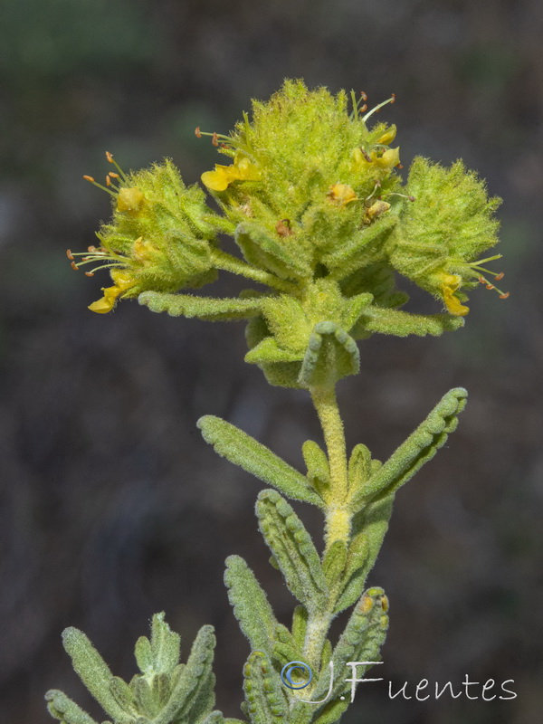 Teucrium bicoloreum.28