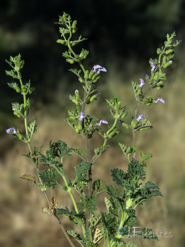 Teucrium botrys.01