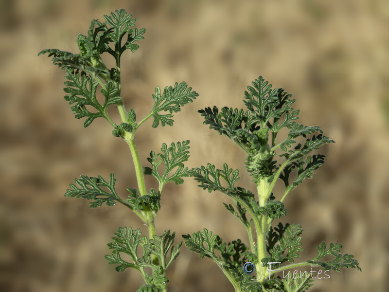 Teucrium botrys.03