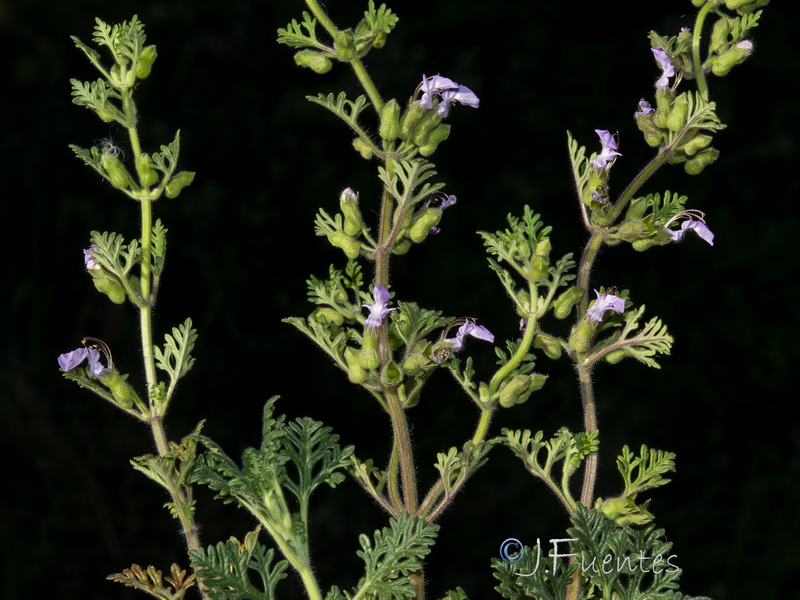 Teucrium botrys.05