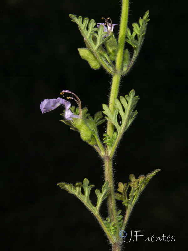 Teucrium botrys.06