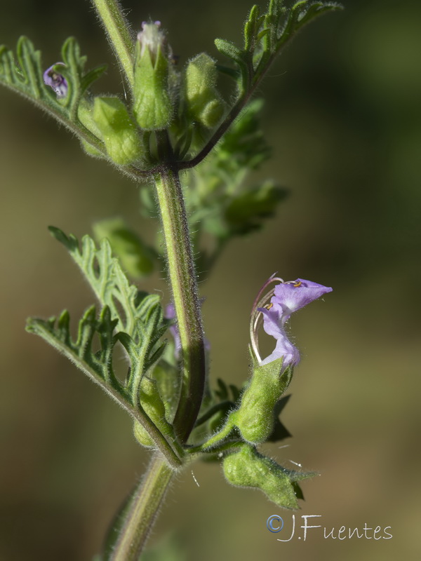 Teucrium botrys.07
