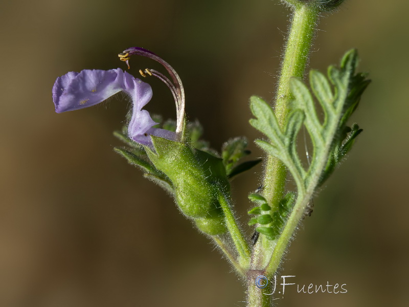 Teucrium botrys.08