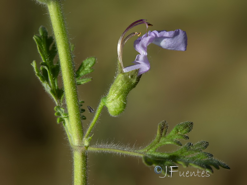 Teucrium botrys.09