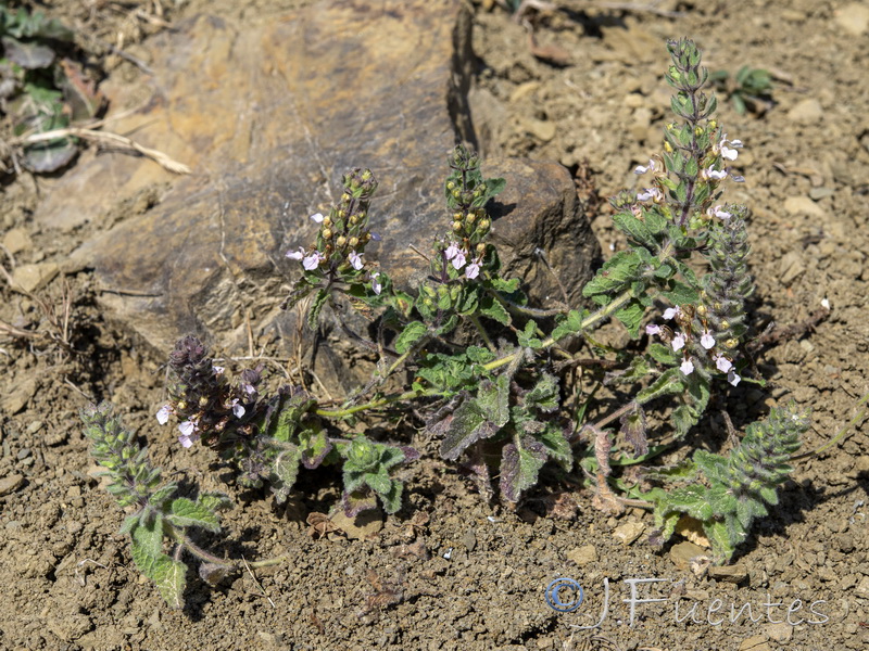 Teucrium bracteatums.02