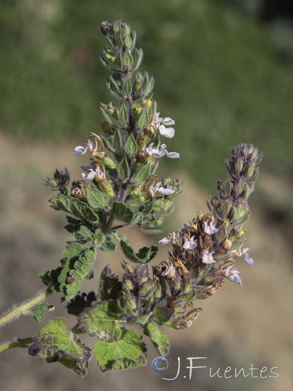 Teucrium bracteatum.04