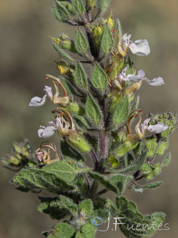 Teucrium bracteatum.05
