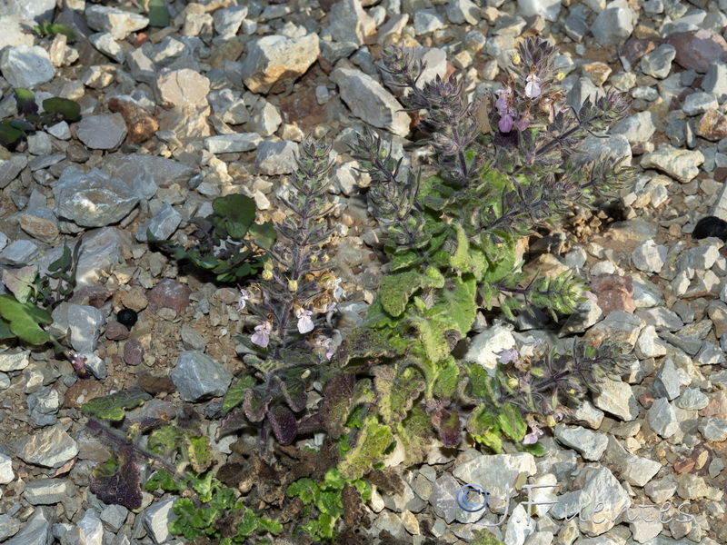 Teucrium bracteatums.01