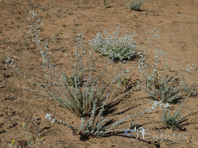 Teucrium capitatum capitatum.02