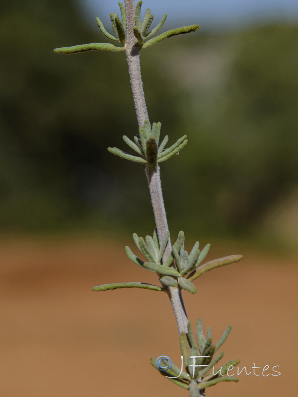 Teucrium capitatum capitatum.04