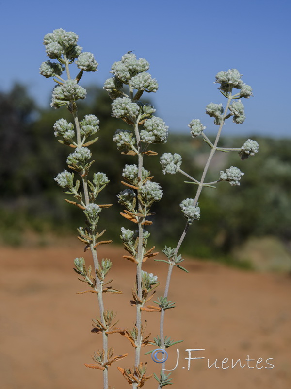 Teucrium capitatum capitatum.05