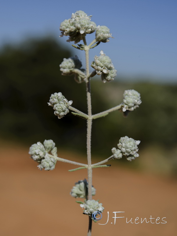 Teucrium capitatum capitatum.06
