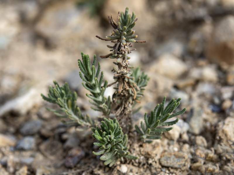 Teucrium capitatum capitatum.08a