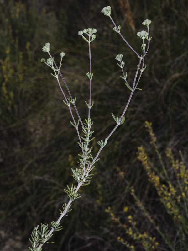 Teucrium capitatum capitatum.11