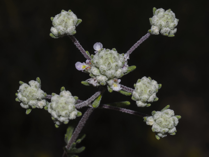 Teucrium capitatum capitatum.15