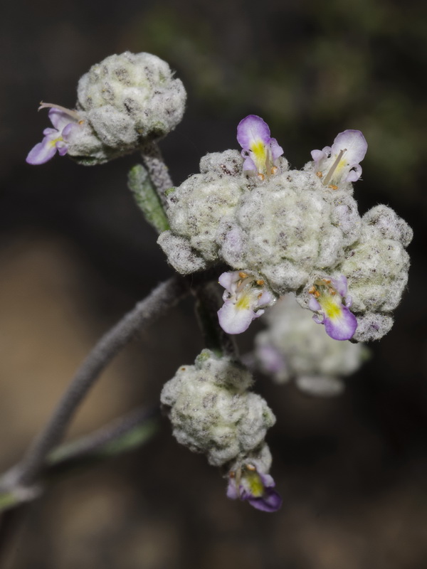 Teucrium capitatum capitatum.16