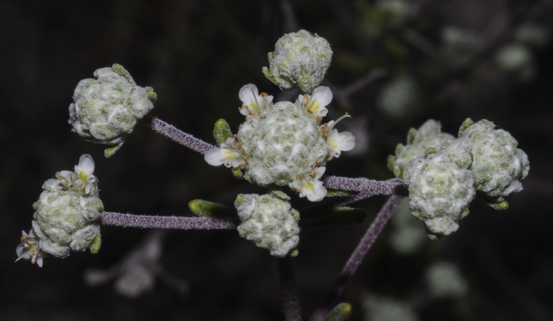 Teucrium capitatum capitatum.18