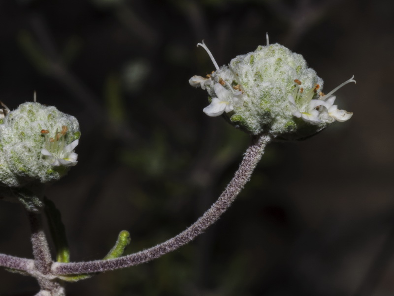 Teucrium capitatum capitatum.19