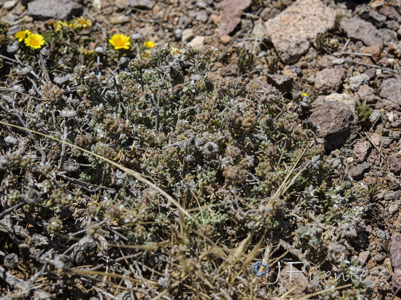 Teucrium capitatum gracillimum.01