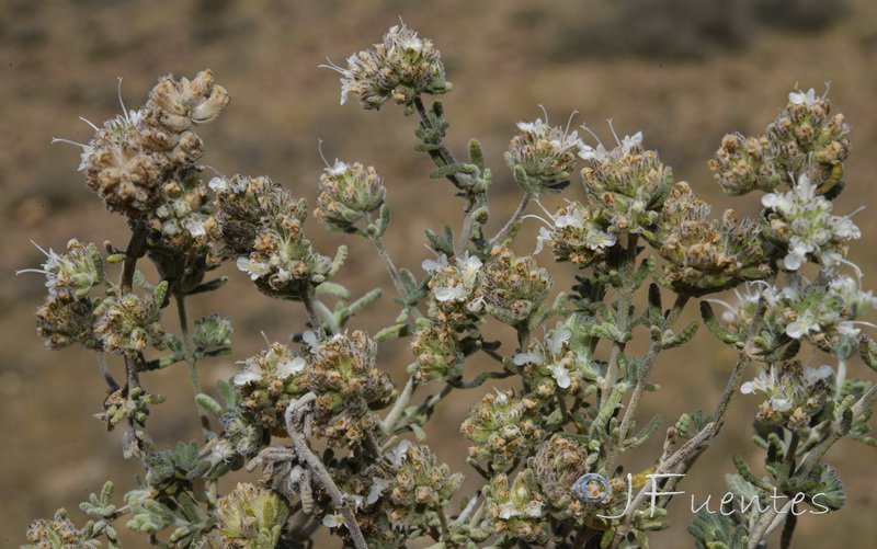 Teucrium capitatum gracillimum.02
